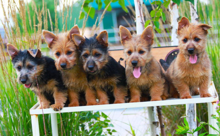 Австралийский терьер: описание, содержание, уход