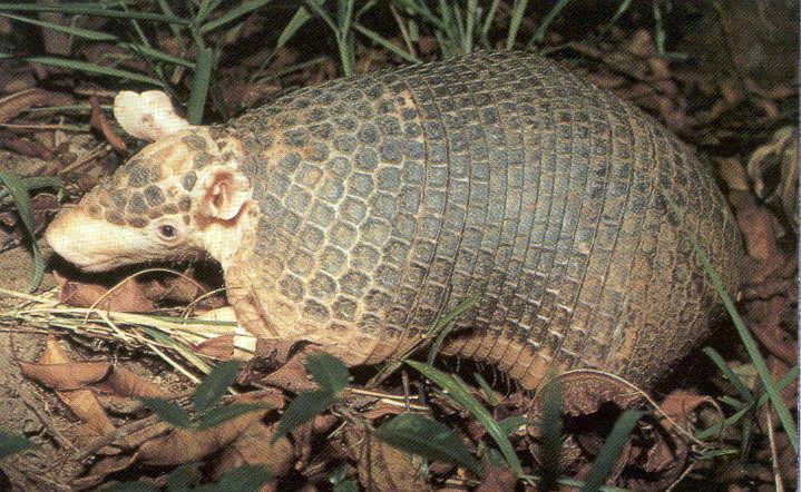 Броненосец - описание животного, где обитает, чем питается