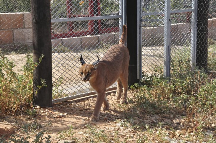 Каракал: описание, размножение, содержание дома