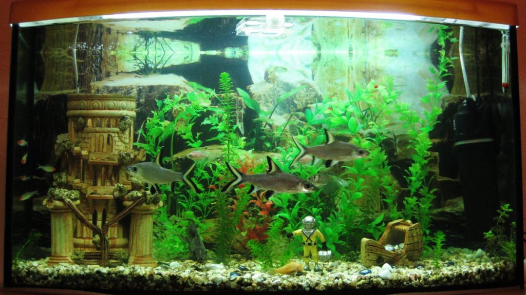 Рыбки акулий бала в аквариуме