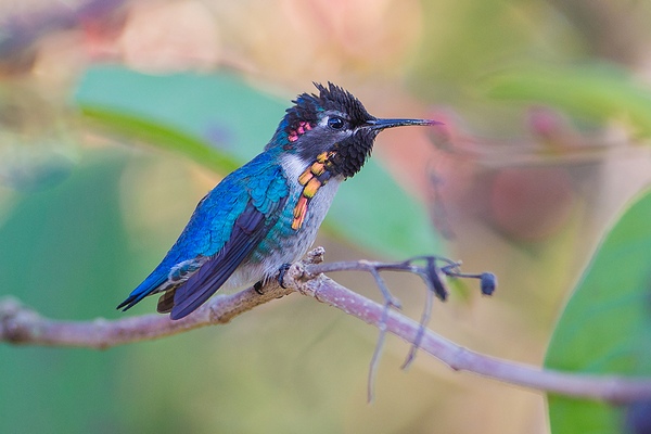 Пчелиный колибри
