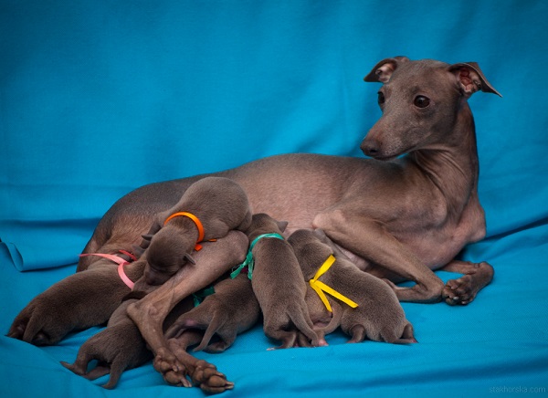 Самые гипоаллергенные собаки: 19 пород не вызывающих аллергию у людей