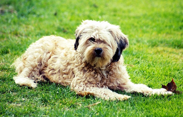 Самые гипоаллергенные собаки: 19 пород не вызывающих аллергию у людей