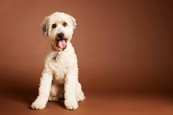 Самые гипоаллергенные собаки: 19 пород не вызывающих аллергию у людей