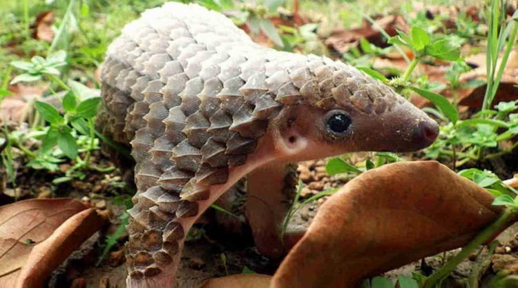 Броненосец - описание животного, где обитает, чем питается