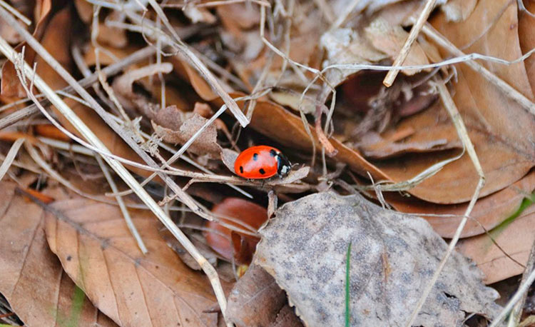 Где зимует божья коровка?