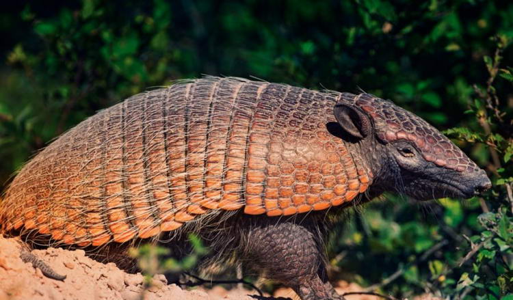 Броненосец - описание животного, где обитает, чем питается