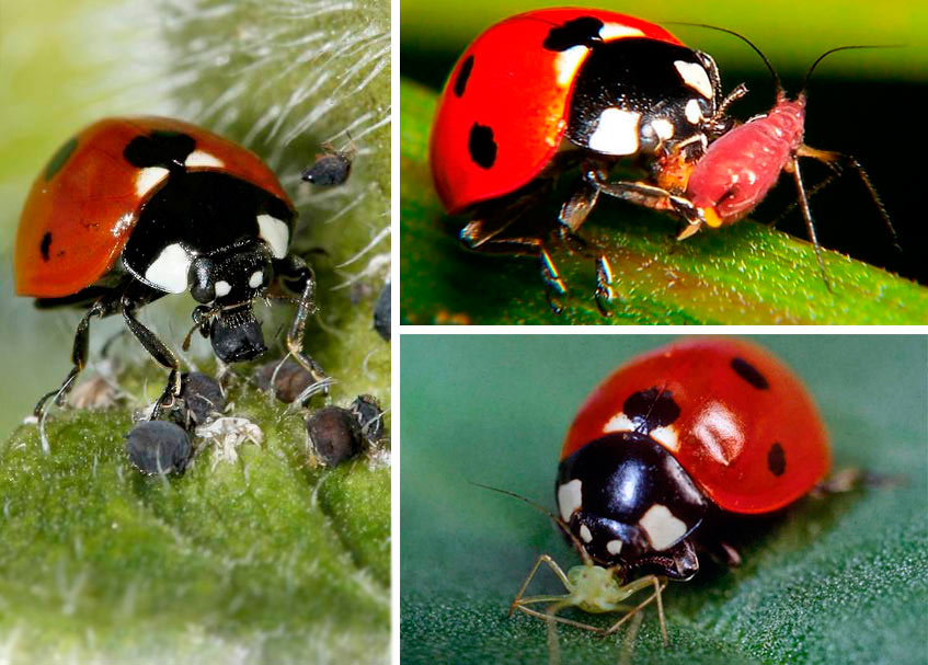 Чем питаются божьи коровки, чем они питаются?