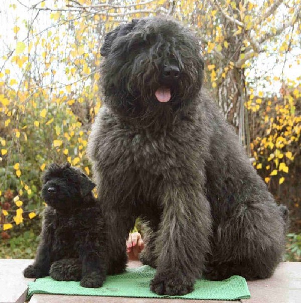 Самые гипоаллергенные собаки: 19 пород не вызывающих аллергию у людей