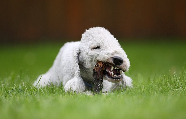 Самые гипоаллергенные собаки: 19 пород не вызывающих аллергию у людей