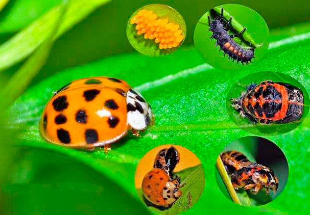 Стадии развития личинок божьих коровок — фото