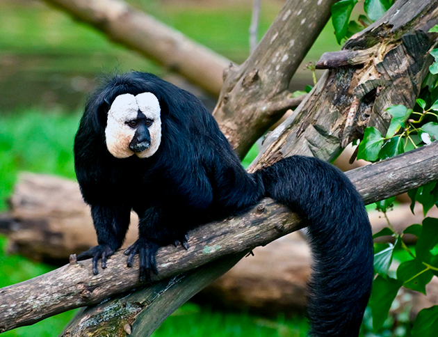 Паукообразная обезьяна имеет множество подвидов Паукообразная обезьяна имеет множество подвидов