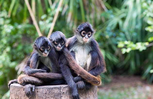 Из 9 подвидов паукообразных обезьян, численность 8 вызывает опасения у ученых Из 9 подвидов паукообразных обезьян, численность 8 вызывает опасения у ученых