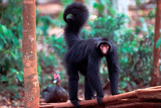 Паукообразная обезьяна (лат. Аtelidae) Паукообразная обезьяна (лат. Аtelidae)