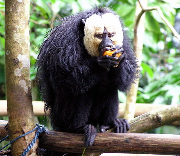 Основной рацион паукообразной обезьяны составляет растительная пища Основной рацион паукообразной обезьяны составляет растительная пища