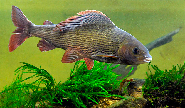 Habitat for harr avhenger direkte av arten