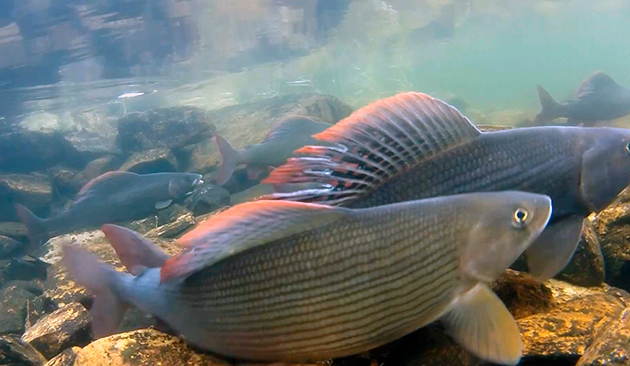 Harr gyter 3 ganger i året