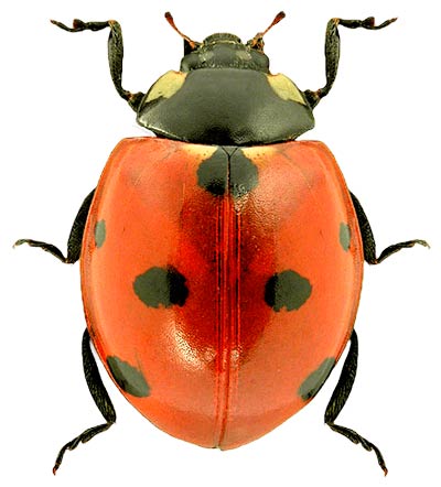 Как выглядит божья коровка — фото