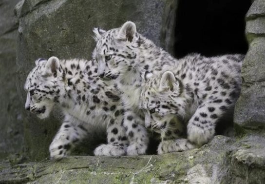 Потомство снежного барса