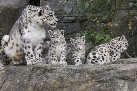 разведение снежного барса