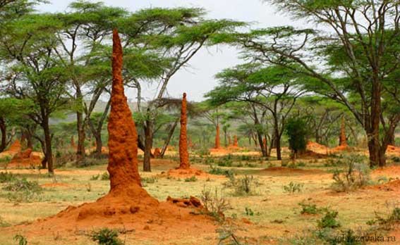 Животный мир Южной Америки: разнообразие видов и уникальные представители