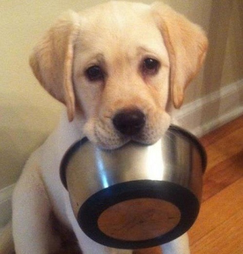 Лучшие каши для щенка: кормим вкусно и полезно