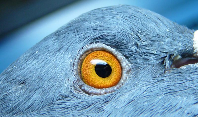 Голубиный глаз