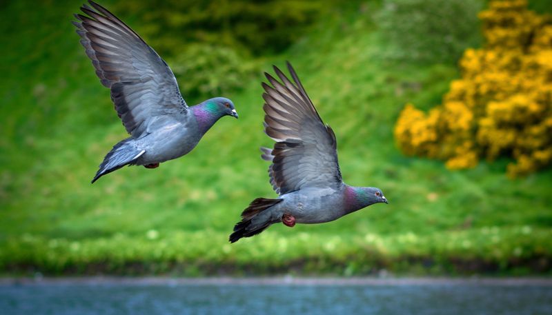 Голубиный полет