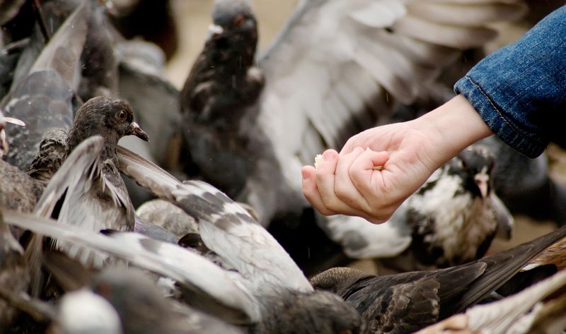 Кормление голубей