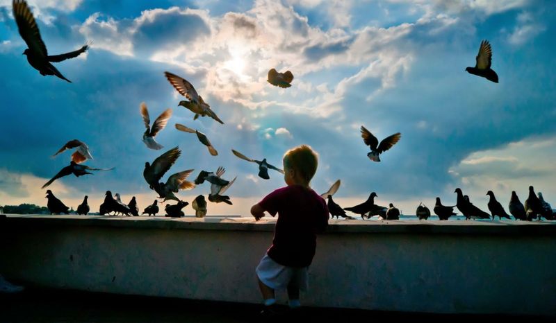 Городские голуби