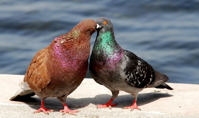 Пара голубей