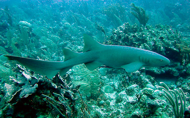 Акулы-няньки неторопливы и охотятся в ночное время суток Акулы-няньки неторопливы и охотятся в ночное время суток