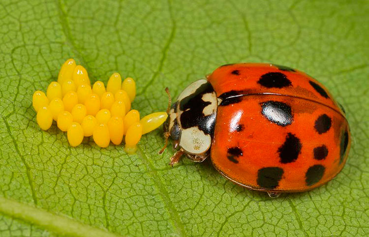 Яйца божьих коровок - как выглядят + фото