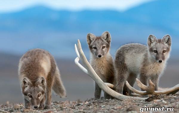 Животные-Арктика-Описание-названия-и-особенности-животных-Арктика-12