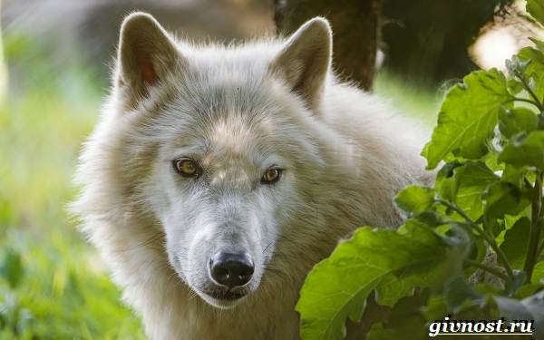 Животные-Арктика-Описание-названия-и-особенности-животных-Арктика-14