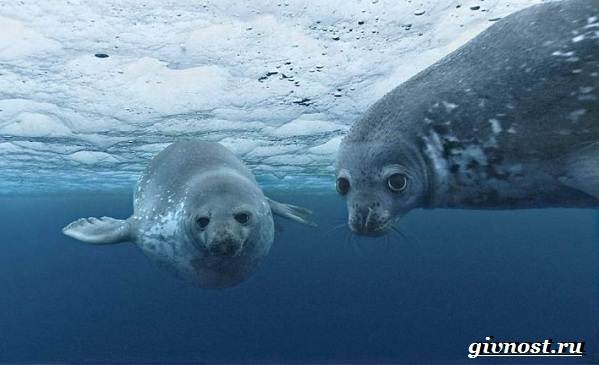 Животные-Арктика-Описание-названия-и-особенности-животных-Арктика-18