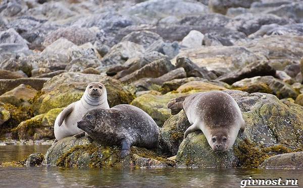 Животные-Арктика-Описание-названия-и-особенности-животных-Арктика-19