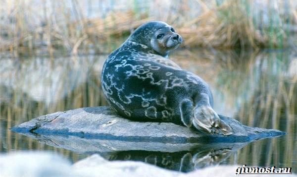 Животные-Арктика-Описание-названия-и-особенности-животных-Арктика-20