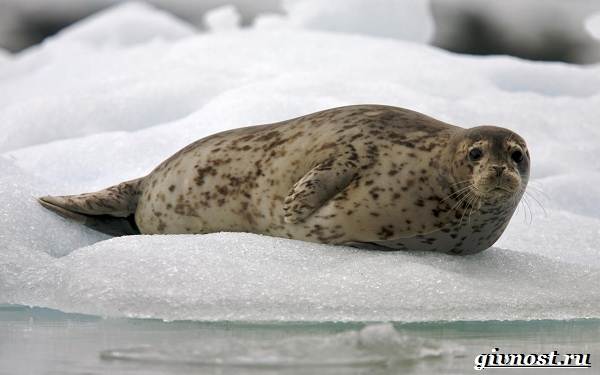 Животные-Арктика-Описание-названия-и-особенности-животных-Арктика-21