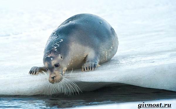 Животные-Арктика-Описание-названия-и-особенности-животных-Арктика-22