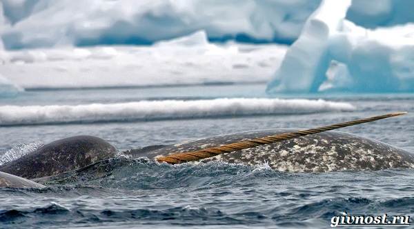 Животные-Арктика-Описание-названия-и-особенности-животных-Арктика-24
