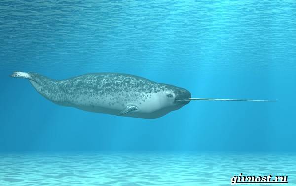 Животные-Арктика-Описание-названия-и-особенности-животных-Арктика-25