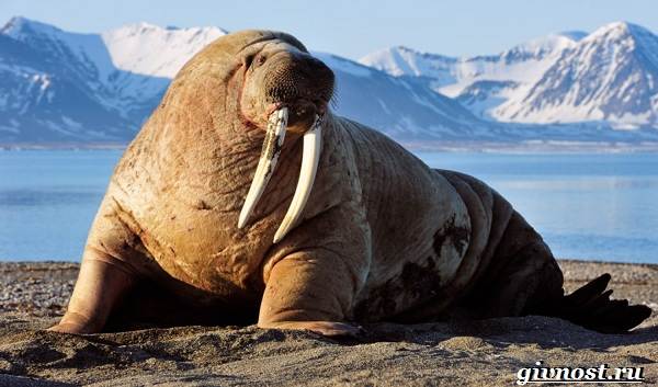 Животные-Арктика-Описание-названия-и-особенности-животных-Арктика-26