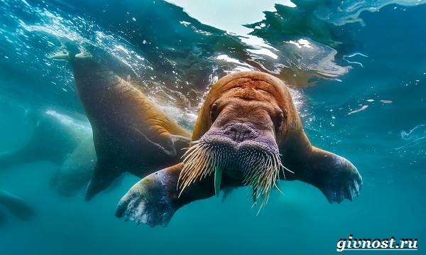 Животные-Арктика-Описание-названия-и-особенности-животных-Арктика-27