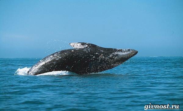 Животные-Арктика-Описание-названия-и-особенности-животных-Арктика-28