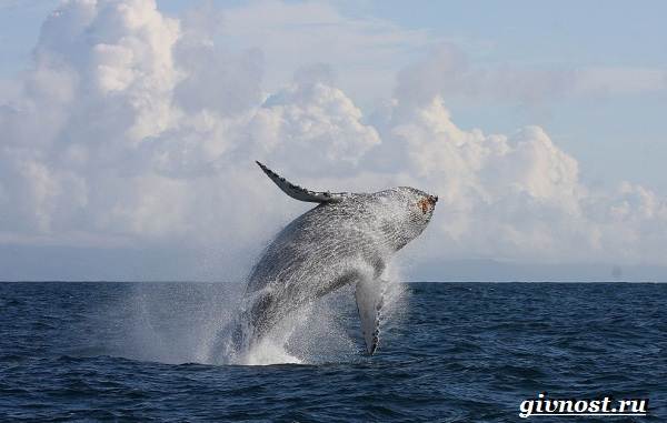 Животные-Арктика-Описание-названия-и-особенности-животных-Арктика-29