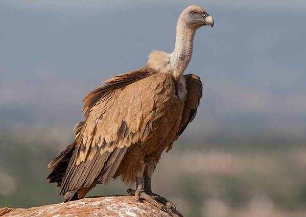животные пустыни-Описания-названия-и-черты-пустынных-животных-29