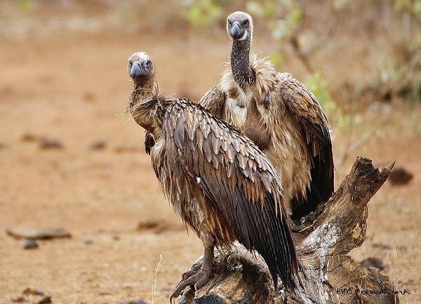 животные пустыни-Описания-названия-и-черты-пустынных-животных-30