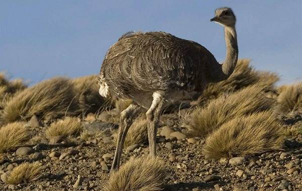 животные пустыни-Описания-названия-и-черты-пустынных-животных-32