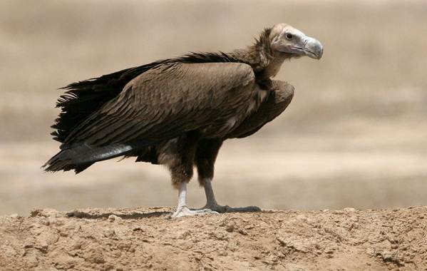 животные пустыни-Описания-названия-и-черты-пустынных-животных-33